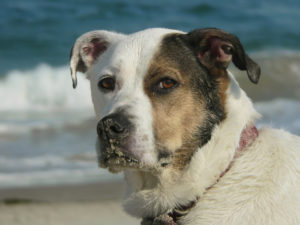 Dog with sandy nose at the beach